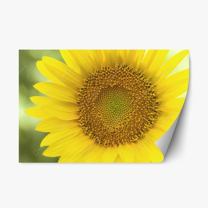 Adesivo riposizionabile girasole luminoso su sfondo sfocato