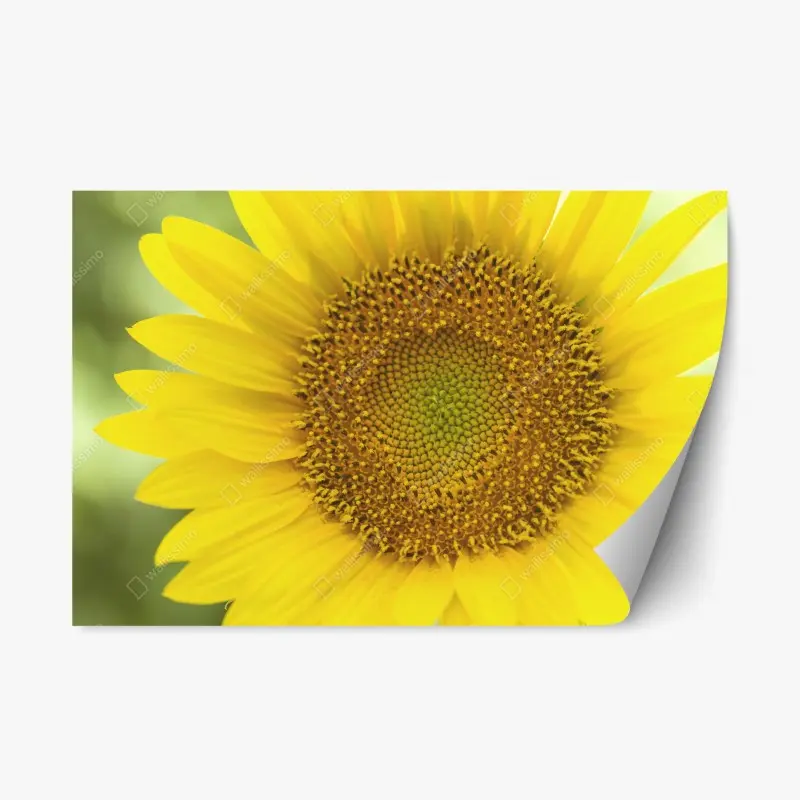 Adesivo riposizionabile girasole luminoso su sfondo sfocato