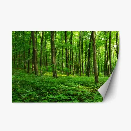 Adesivo riposizionabile raggi di sole nella foresta primaverile • Wallissimo®
