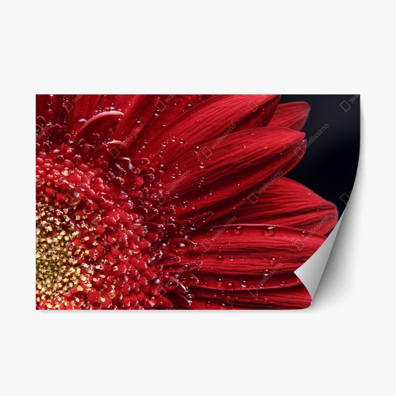 Adesivo riposizionabile gerbera rossa in macro con gocce di rugiada