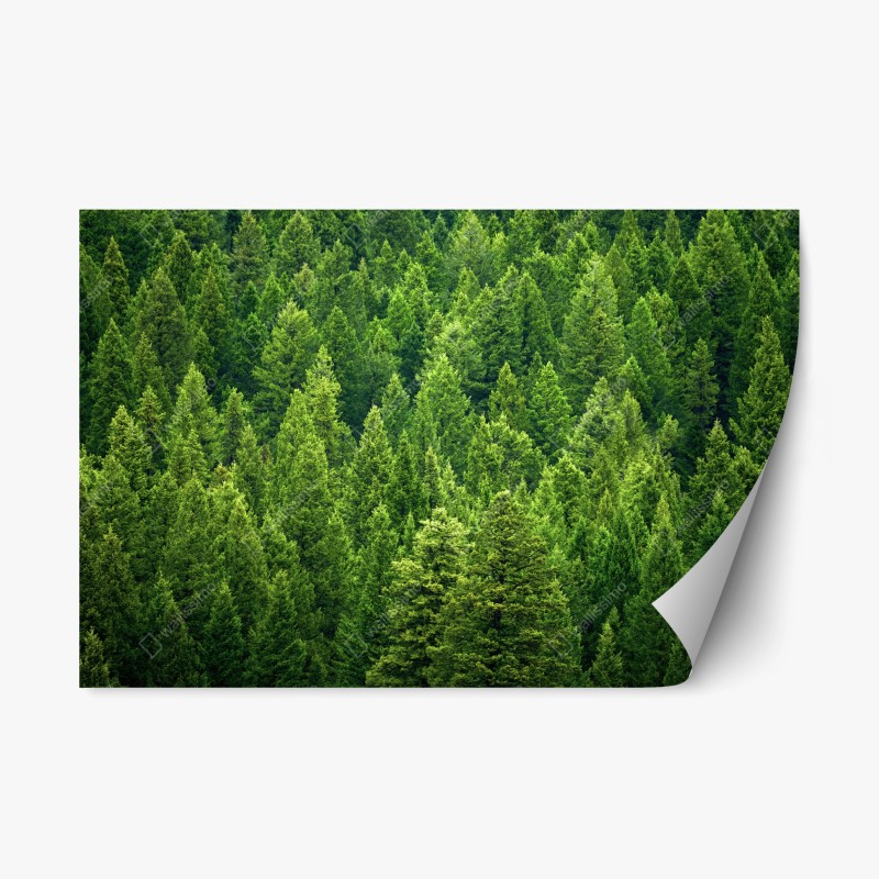 Adesivo riposizionabile foresta di pini smeraldo