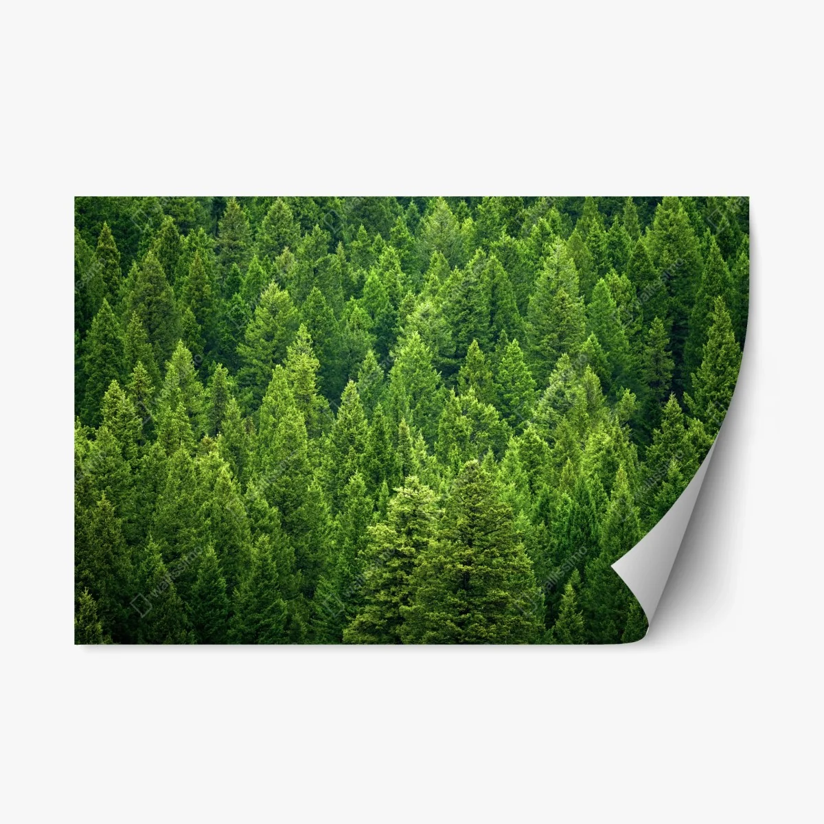 Adesivo riposizionabile foresta di pini smeraldo • Wallissimo® Adesivo riposizionabile foresta di pini smeraldo • Wallissimo®