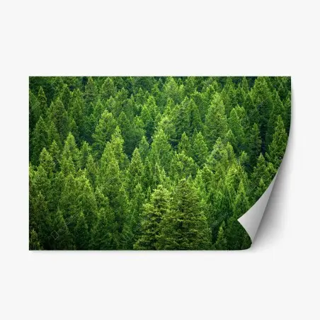 Adesivo riposizionabile foresta di pini smeraldo • Wallissimo®