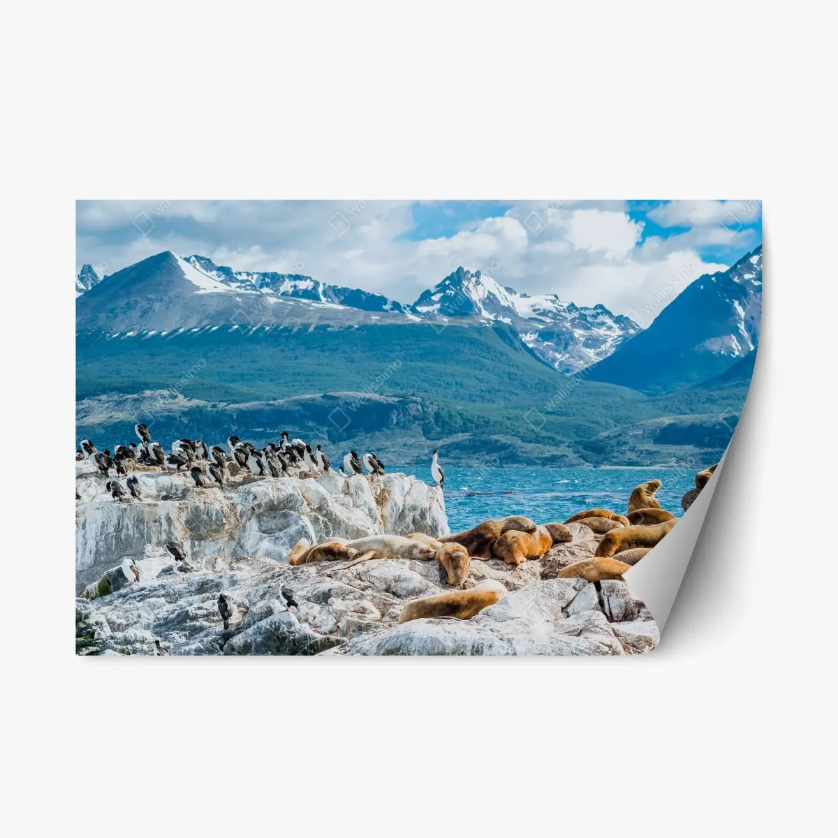 Adesivo riposizionabile colonia di leoni marini tra rocce e montagne • Wallissimo®