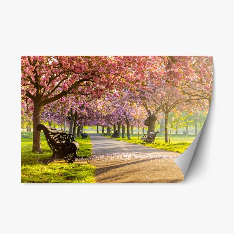 Adesivo riposizionabile viale di ciliegi in fiore al tramonto