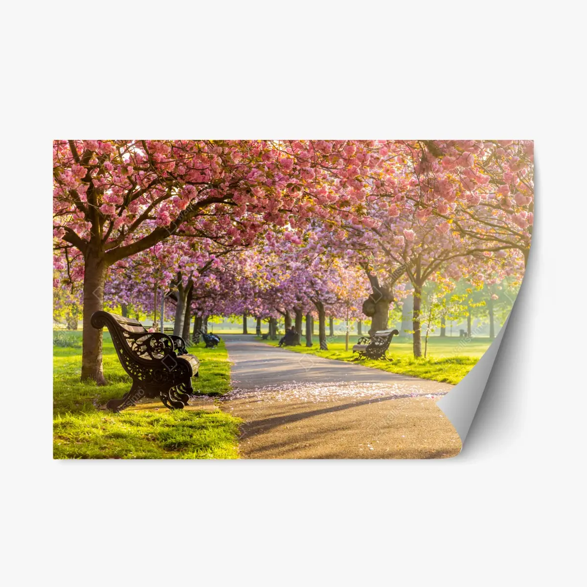 Adesivo riposizionabile viale di ciliegi in fiore al tramonto • Wallissimo®