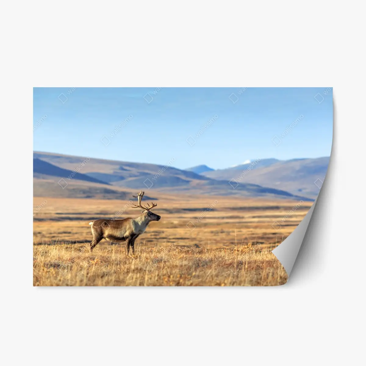 Adesivo riposizionabile solitaria renna nella tundra della Siberia • Wallissimo®