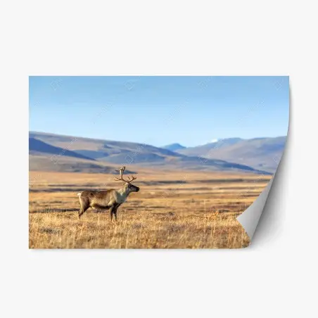 Adesivo riposizionabile solitaria renna nella tundra della Siberia • Wallissimo®