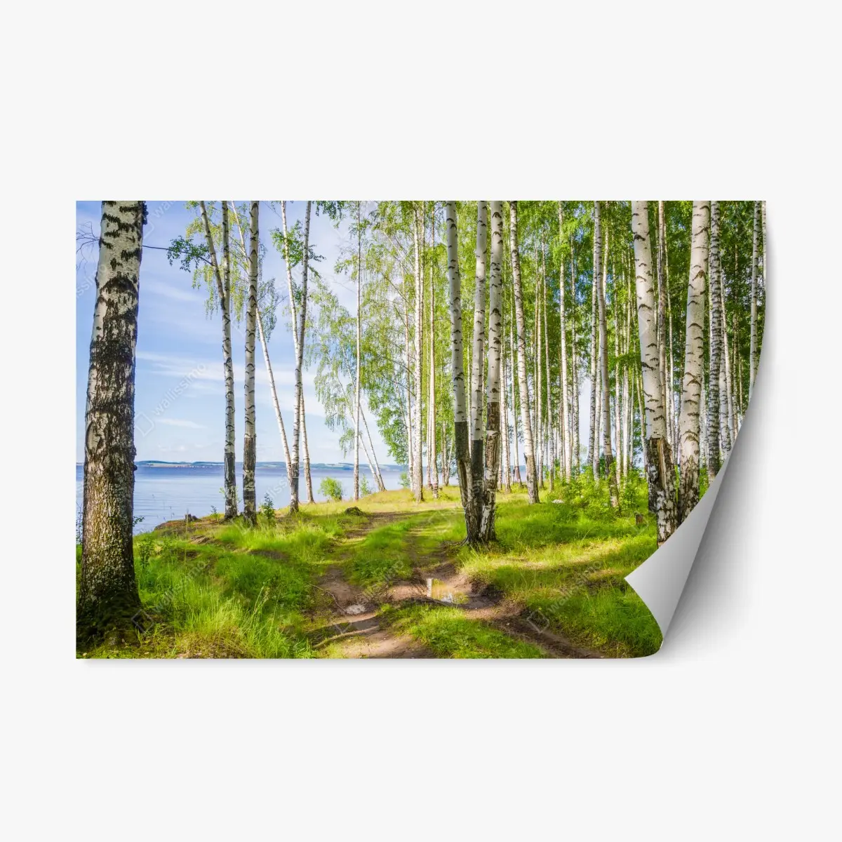 Adesivo riposizionabile bosco di betulle in riva al fiume • Wallissimo®