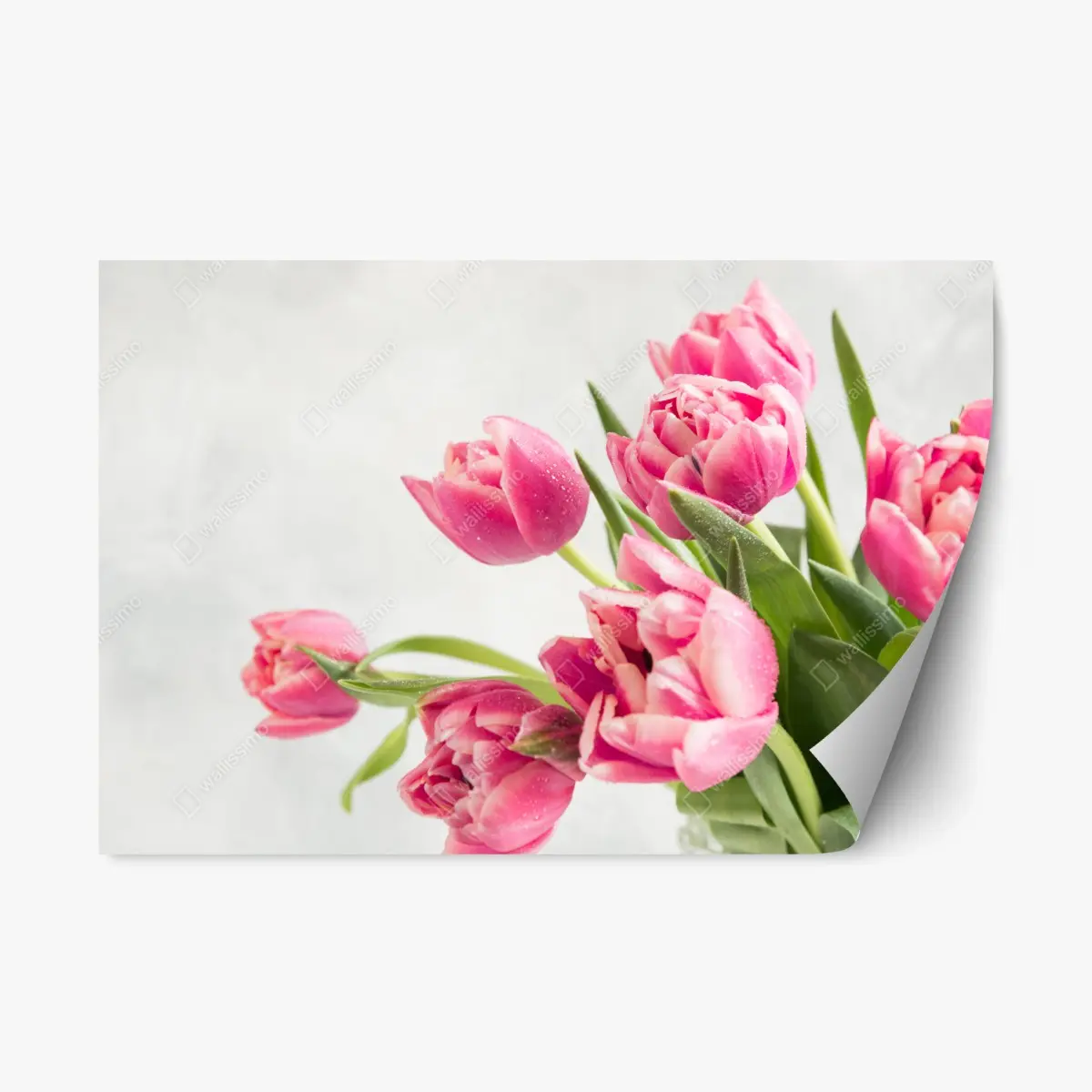 Adesivo riposizionabile tulipani rosa con gocce di rugiada • Wallissimo®