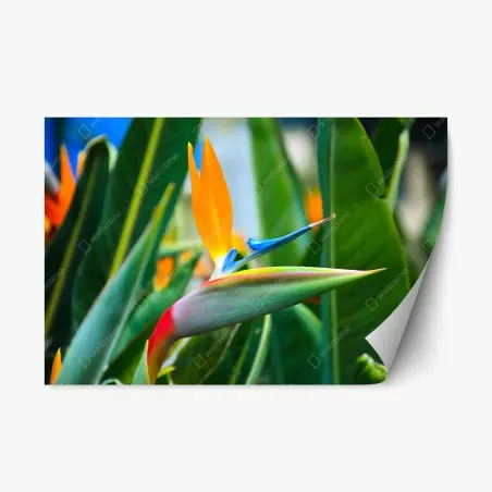 Adesivo riposizionabile strelitzia esotica dai colori vivaci su sfondo verde • Wallissimo®