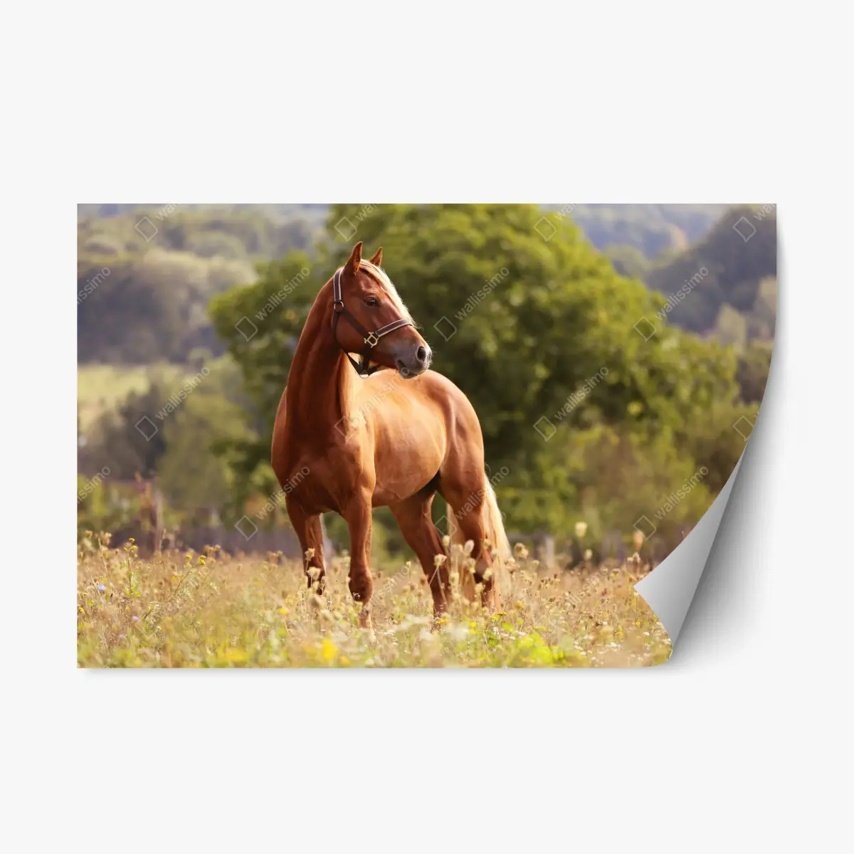 Adesivo riposizionabile elegante cavallo castano al pascolo • Wallissimo®