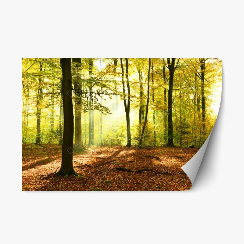 Adesivo riposizionabile mattina d'autunno nel bosco dorato