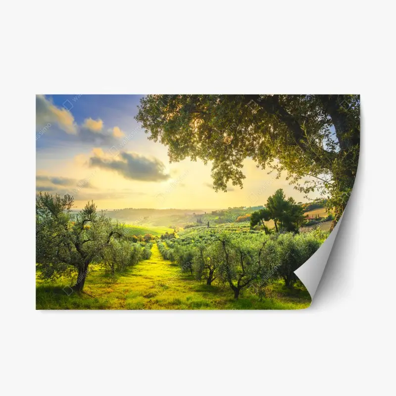 Adesivo riposizionabile tramonto tra gli ulivi della Maremma Toscana