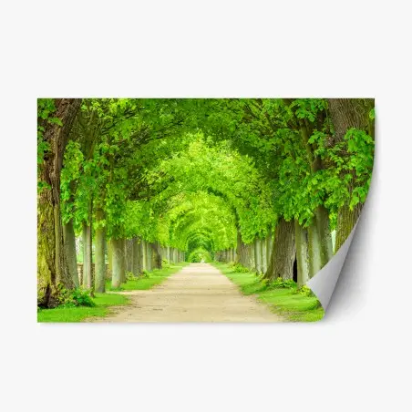 Adesivo riposizionabile viale alberato a volta di foglie • Wallissimo®