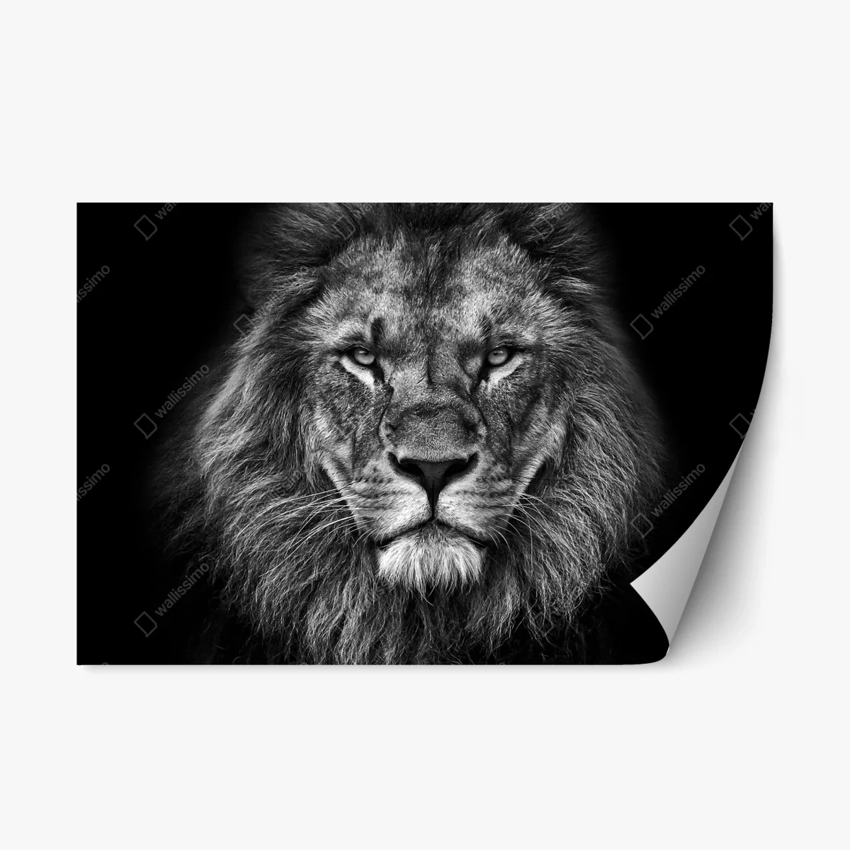 Adesivo riposizionabile ritratto maestoso di leone in bianco e nero • Wallissimo® Adesivo riposizionabile ritratto maestoso di leone in bianco e nero • Wallissimo®
