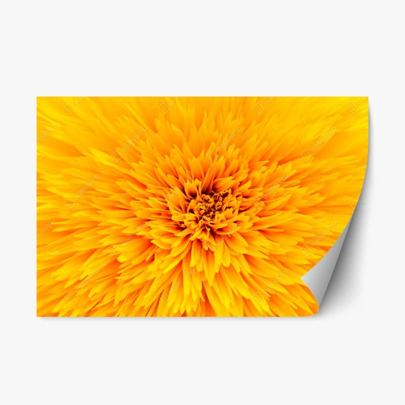 Adesivo riposizionabile esplosione di petali: texture di girasole per arredo