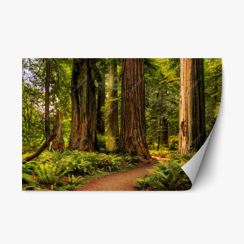Adesivo riposizionabile silenzio tra le sequoie della California