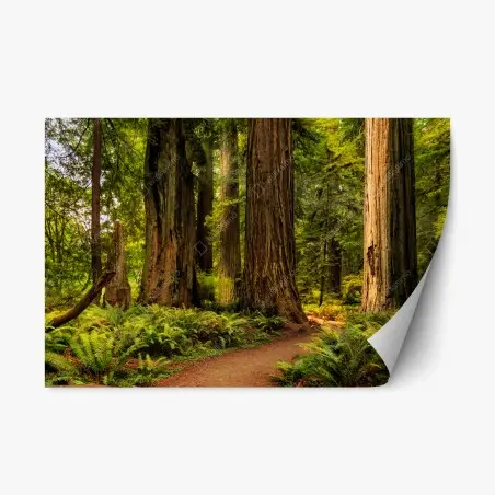 Adesivo riposizionabile silenzio tra le sequoie della California • Wallissimo®