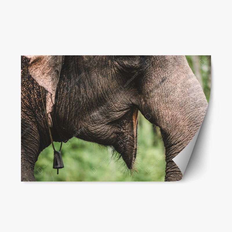 Adesivo riposizionabile primo piano della proboscide di elefante asiatico