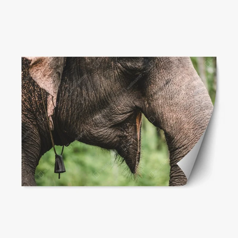 Adesivo riposizionabile primo piano della proboscide di elefante asiatico