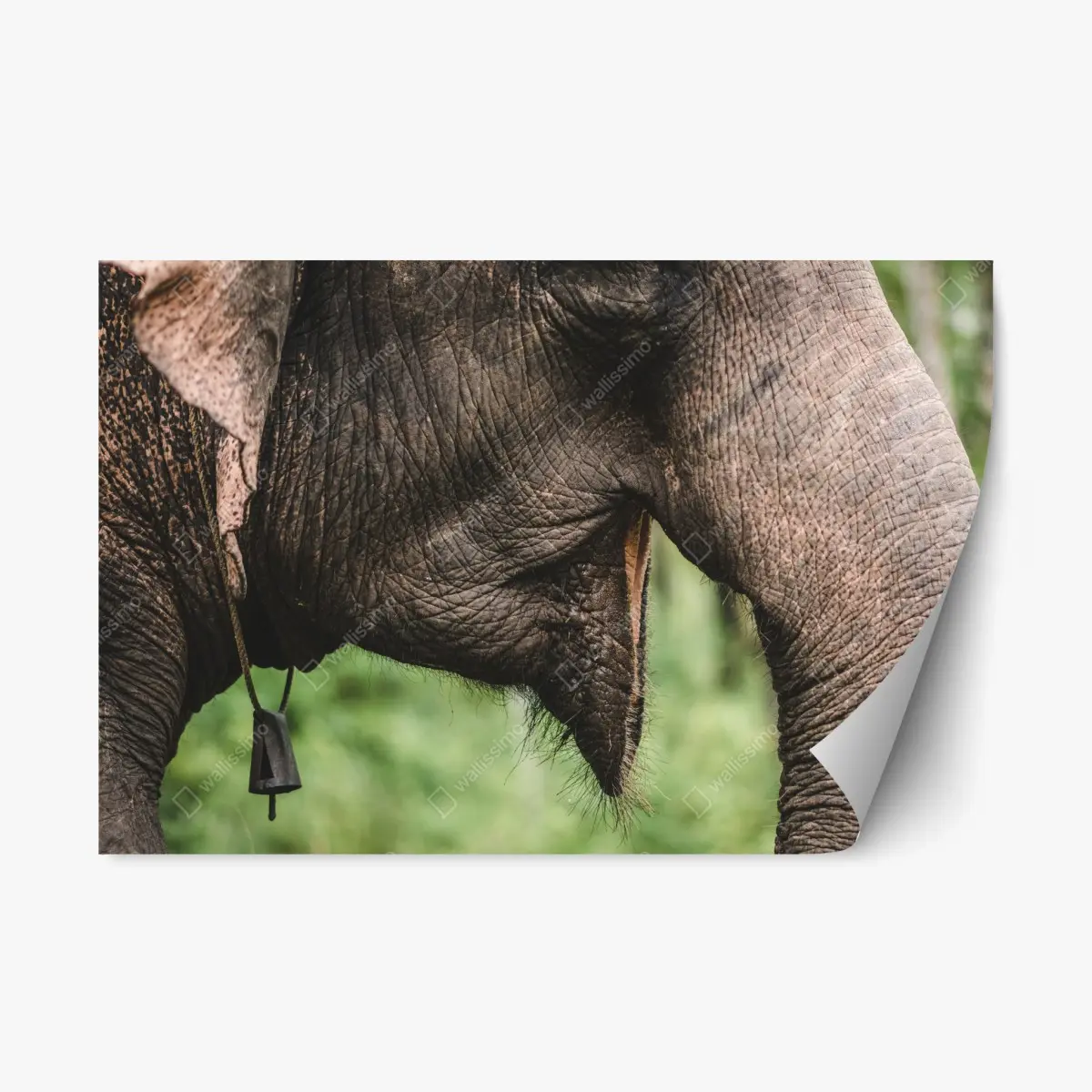 Adesivo riposizionabile primo piano della proboscide di elefante asiatico • Wallissimo®