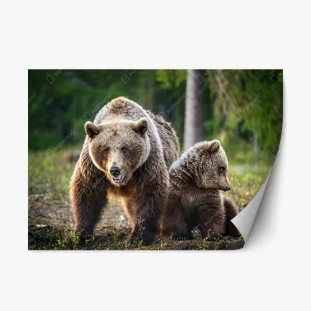 Adesivo riposizionabile orso bruno con cucciolo nella foresta • Wallissimo®