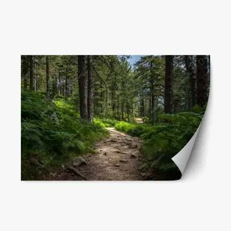 Adesivo riposizionabile sentiero silenzioso nel bosco • Wallissimo®