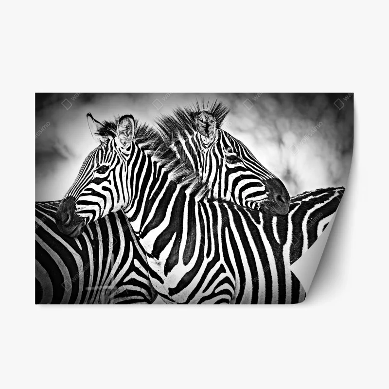 Adesivo riposizionabile intreccio di righe: zebre in bianco e nero