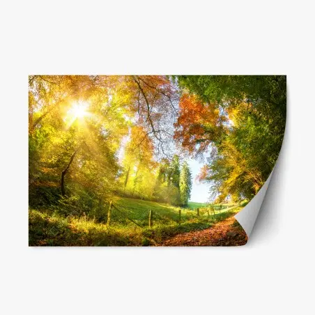 Adesivo riposizionabile sentiero d'autunno nel bosco • Wallissimo®