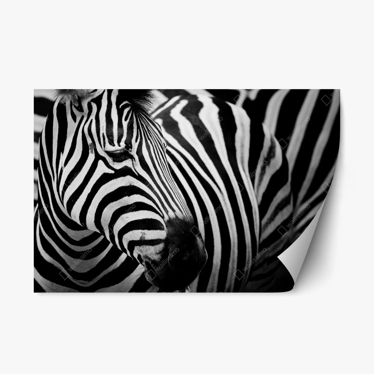 Adesivo riposizionabile eleganza a strisce: ritratto di zebra in bianco e nero • Wallissimo® Adesivo riposizionabile eleganza a strisce: ritratto di zebra in bianco e nero • Wallissimo®