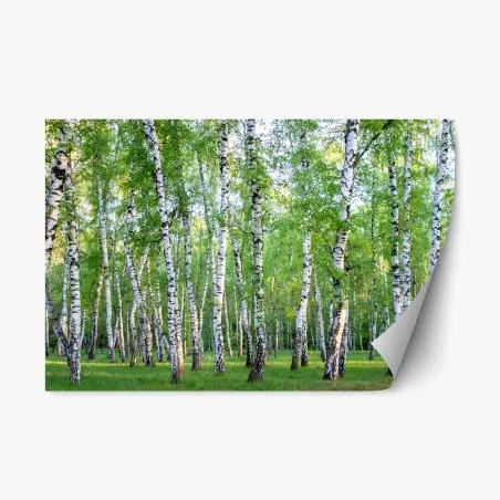 Adesivo riposizionabile bosco di betulle estivo: luce e freschezza • Wallissimo®