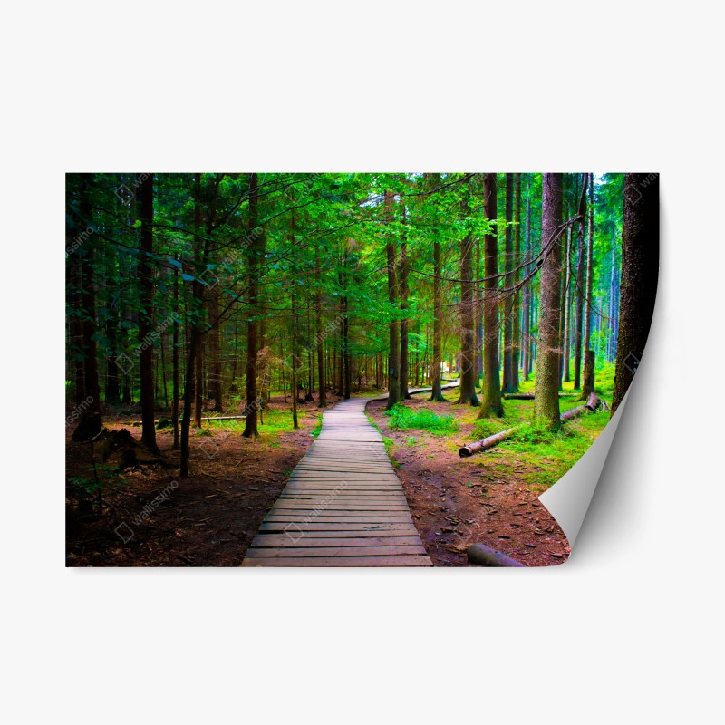Adesivo riposizionabile sentiero nel bosco verde