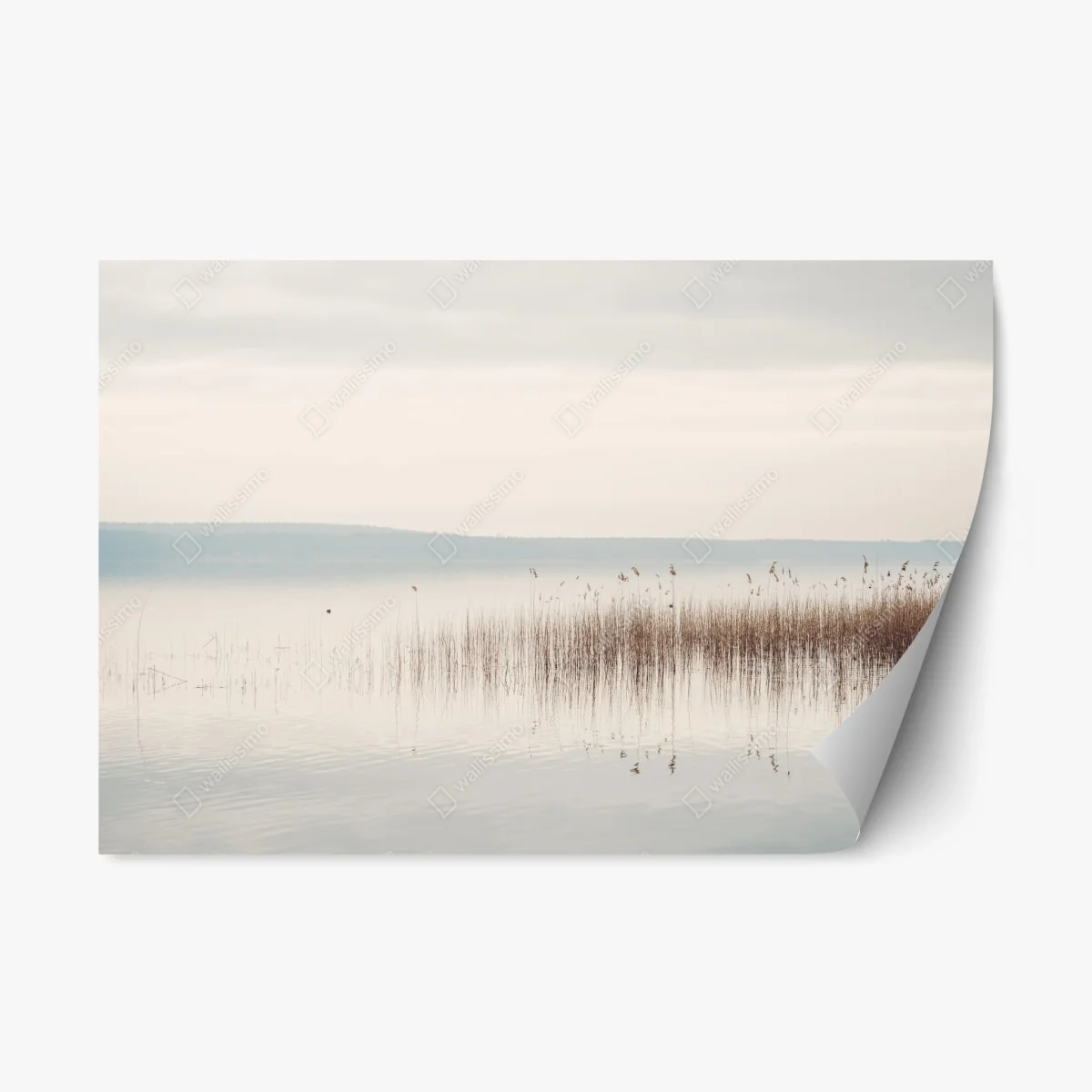Adesivo riposizionabile orizzonte di canneto e riflessi • Wallissimo® Adesivo riposizionabile orizzonte di canneto e riflessi • Wallissimo®