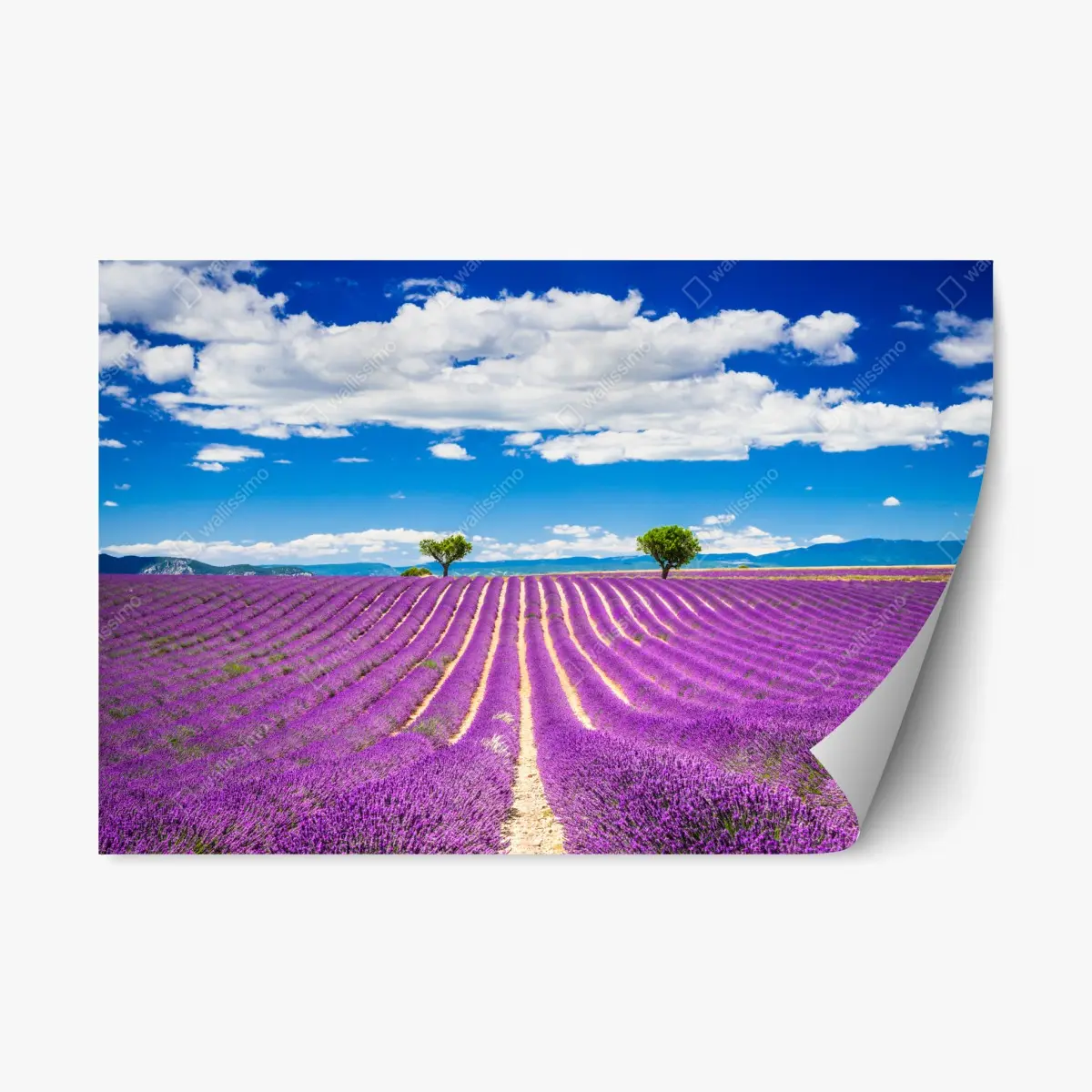 Adesivo riposizionabile campo di lavanda a Valensole, Provenza • Wallissimo®