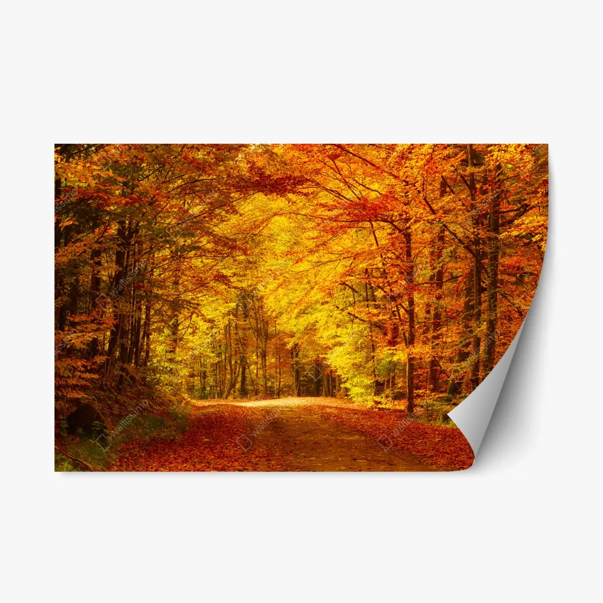 Adesivo riposizionabile sentiero d'autunno nel bosco dorato • Wallissimo®