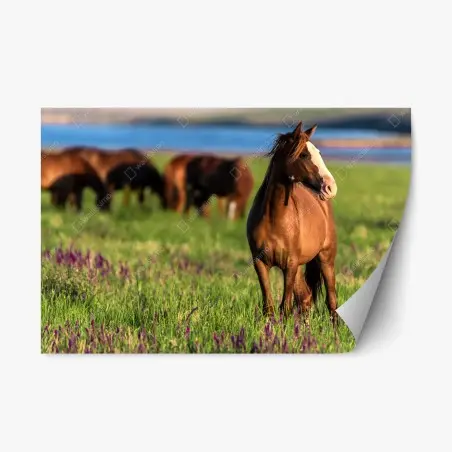 Adesivo riposizionabile cavallo al pascolo tra fiori selvatici • Wallissimo®