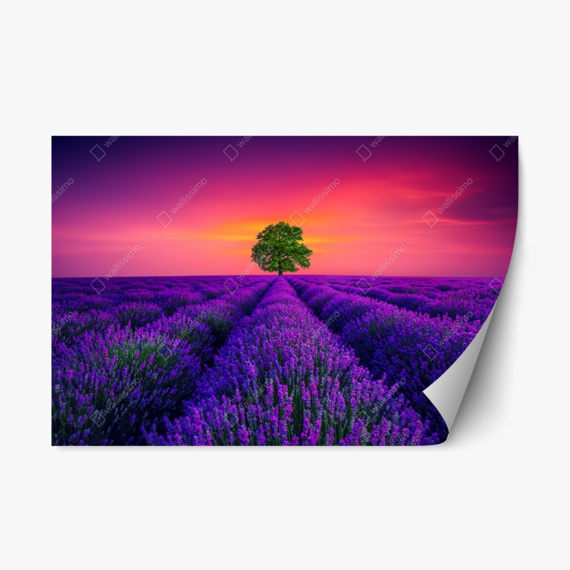 Adesivo riposizionabile albero solitario nel campo di lavanda al tramonto