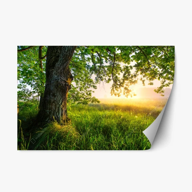 Adesivo riposizionabile quercia maestosa al mattino dorato