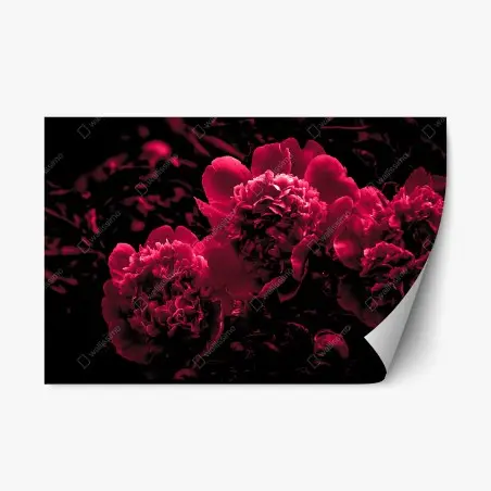 Adesivo riposizionabile peonie rosse in controluce • Wallissimo®