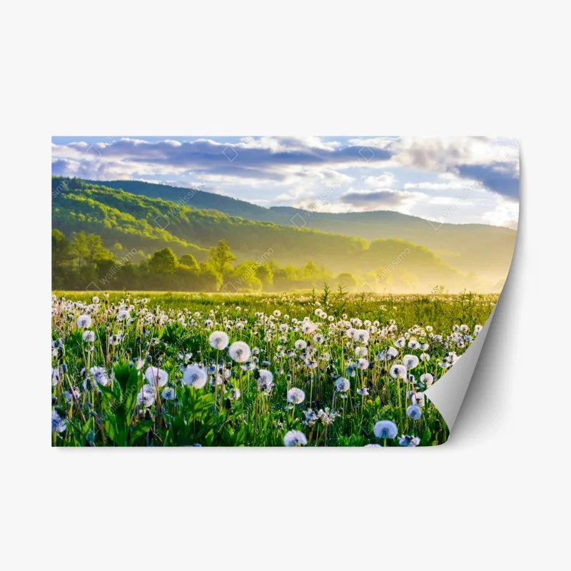 Adesivo riposizionabile alba nel prato di soffioni