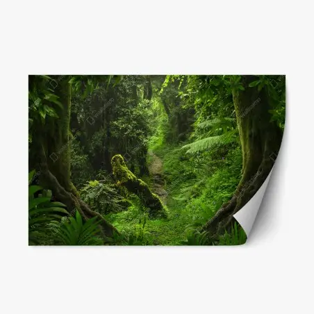 Adesivo riposizionabile sentiero incantato nella foresta pluviale • Wallissimo®