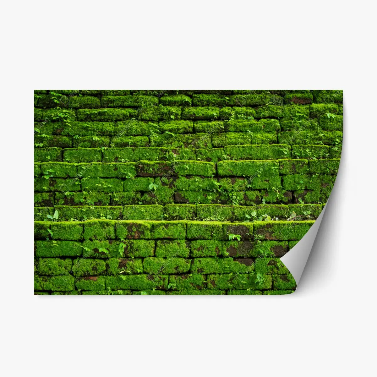 Adesivo riposizionabile muro verde di muschio per decorazione murale naturale • Wallissimo® Adesivo riposizionabile muro verde di muschio per decorazione murale naturale • Wallissimo®