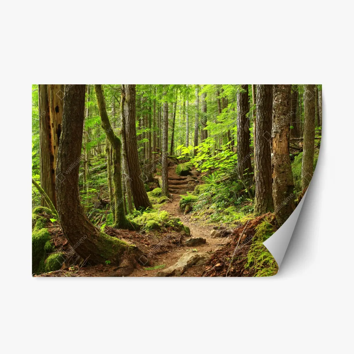 Adesivo riposizionabile sentiero nella foresta verde • Wallissimo®