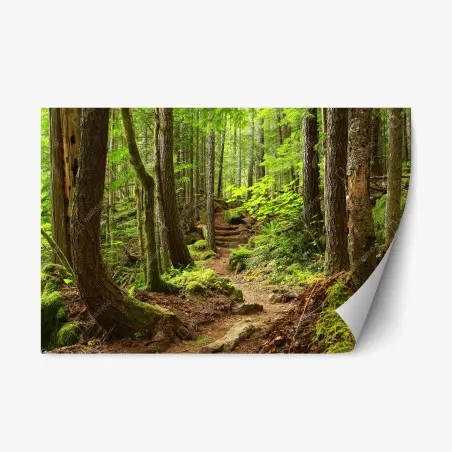 Adesivo riposizionabile sentiero nella foresta verde • Wallissimo®