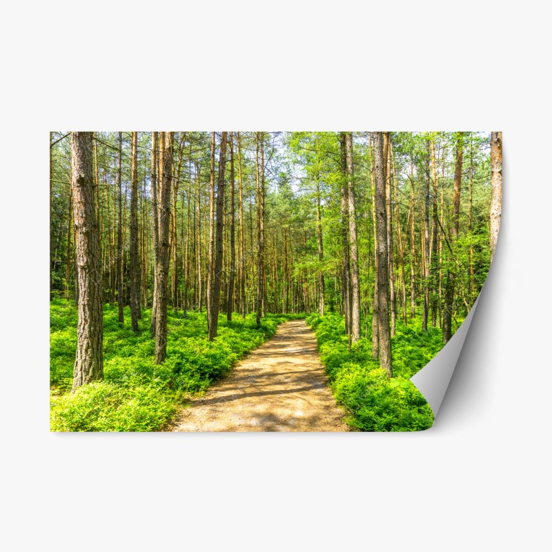 Adesivo riposizionabile sentiero silenzioso nella foresta di pini