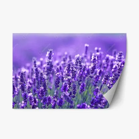 Adesivo riposizionabile un mare di lavanda in dettaglio • Wallissimo®