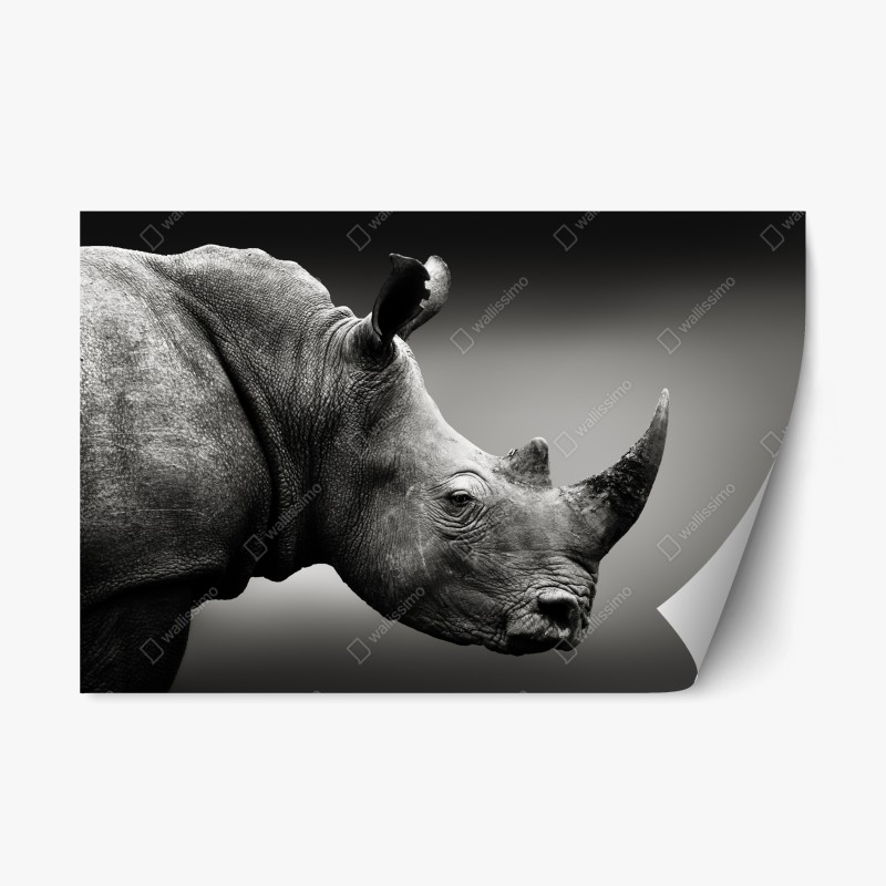 Adesivo riposizionabile ritratto monocromo di rinoceronte bianco del Sudafrica