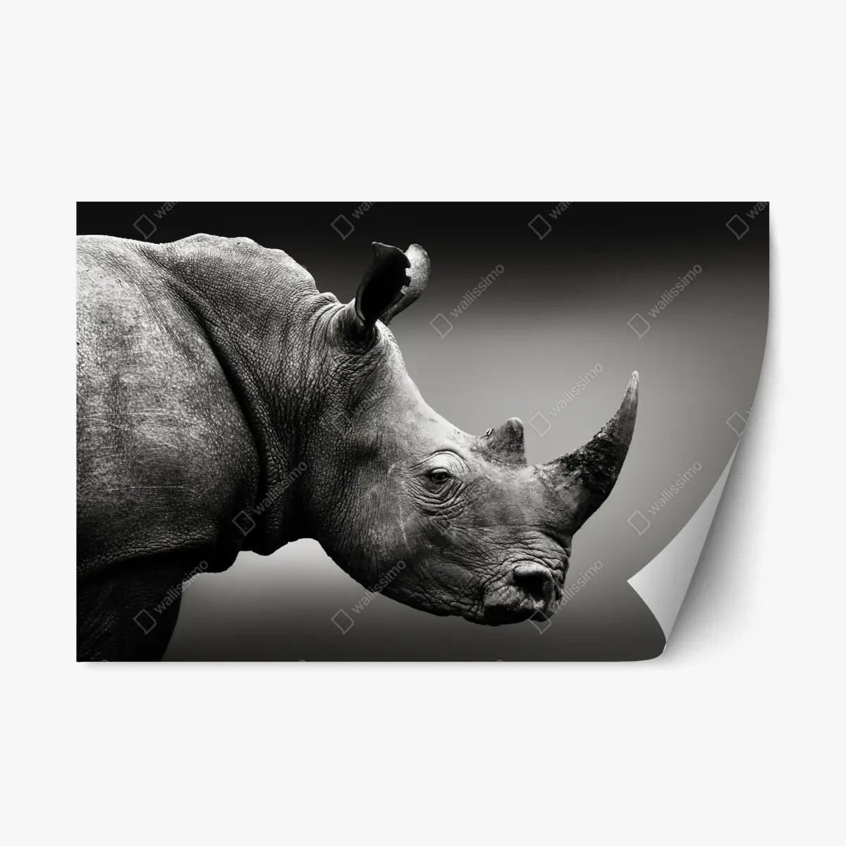 Adesivo riposizionabile ritratto monocromo di rinoceronte bianco del Sudafrica • Wallissimo® Adesivo riposizionabile ritratto monocromo di rinoceronte bianco del Sudafrica • Wallissimo®