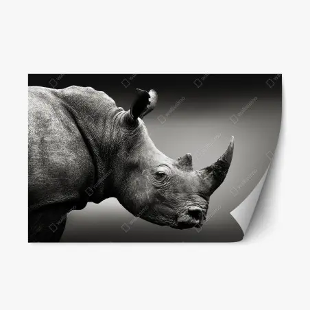 Adesivo riposizionabile ritratto monocromo di rinoceronte bianco del Sudafrica • Wallissimo®